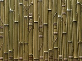 Бамбук (БЕЛЫЙ)
